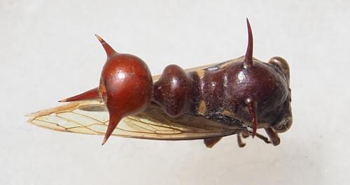 Heteronotus sp.